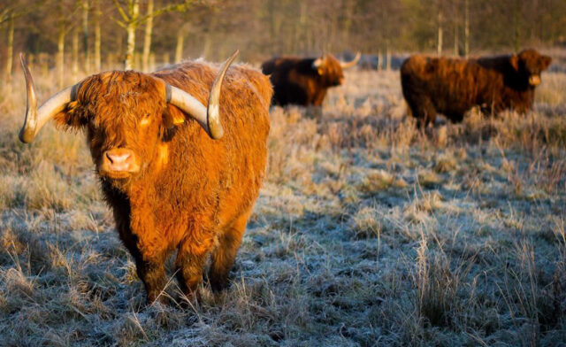 Highland cows get new home on nature reserve | FarmAds