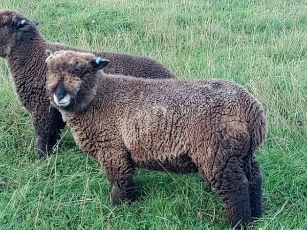 4 Pedigree Coloured Ryeland ewe lambs