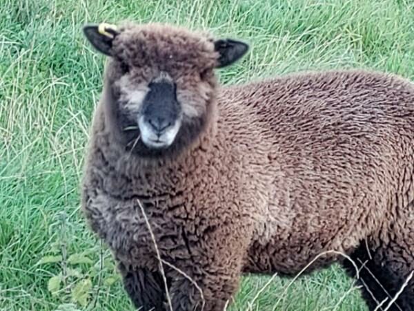 4 Pedigree Coloured Ryeland ewe lambs
