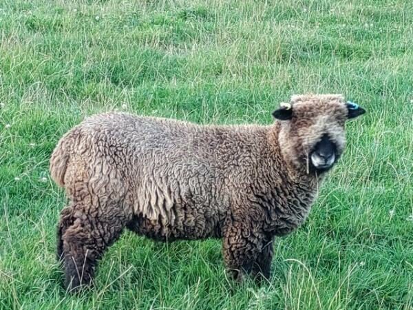 4 Pedigree Coloured Ryeland ewe lambs