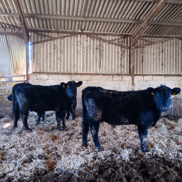 Pedigree Aberdeen Angus bulls