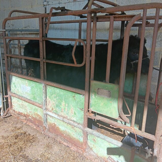Pedigree Aberdeen Angus bulls