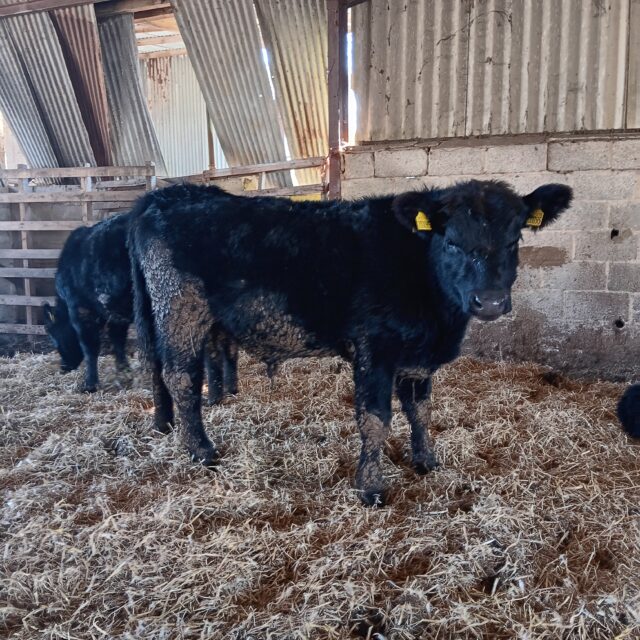 Pedigree Aberdeen Angus bulls