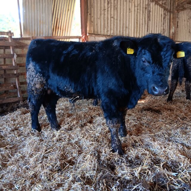 Pedigree Aberdeen Angus bulls