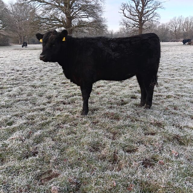 Pedigree Aberdeen Angus heifer