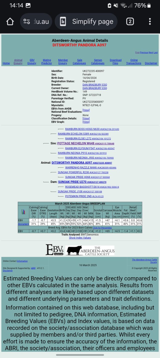Pedigree Aberdeen Angus heifer