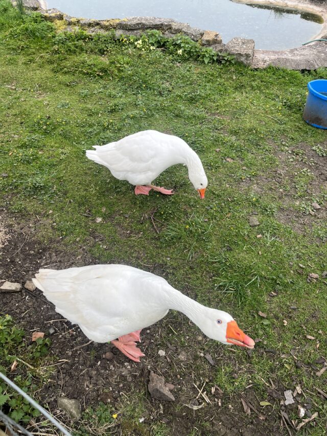Free to Good Home