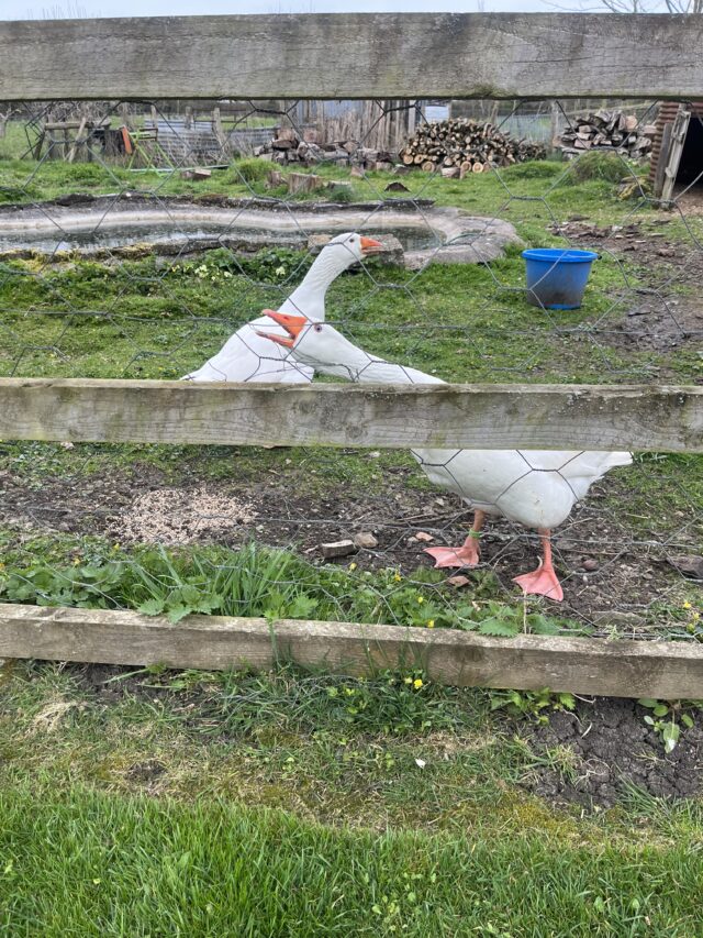 Free to Good Home