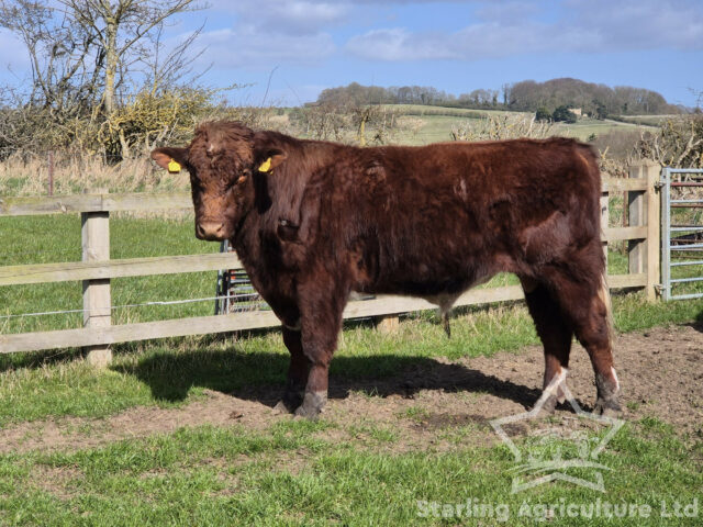 Beef Shorthorn Bull
