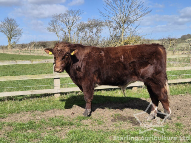 Beef Shorthorn Bull