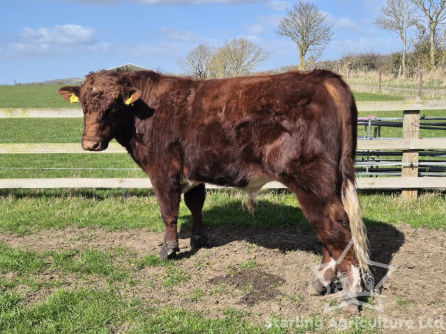 Beef Shorthorn Bull