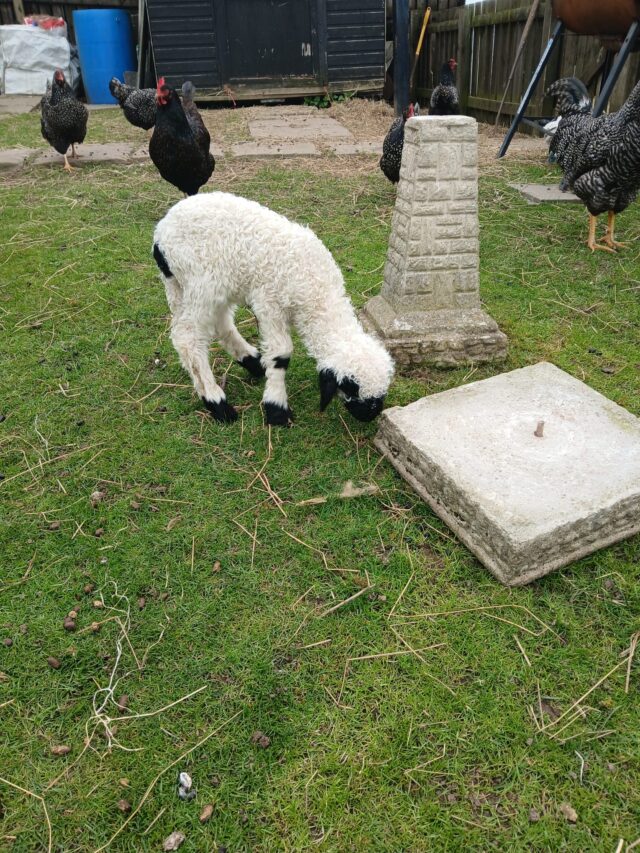 2 ewe valis lambs