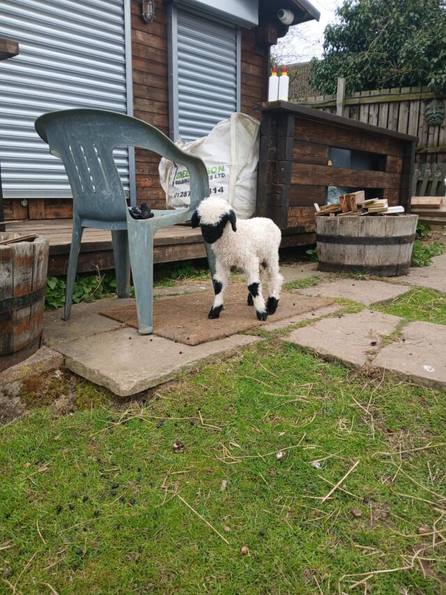 2 ewe valis lambs