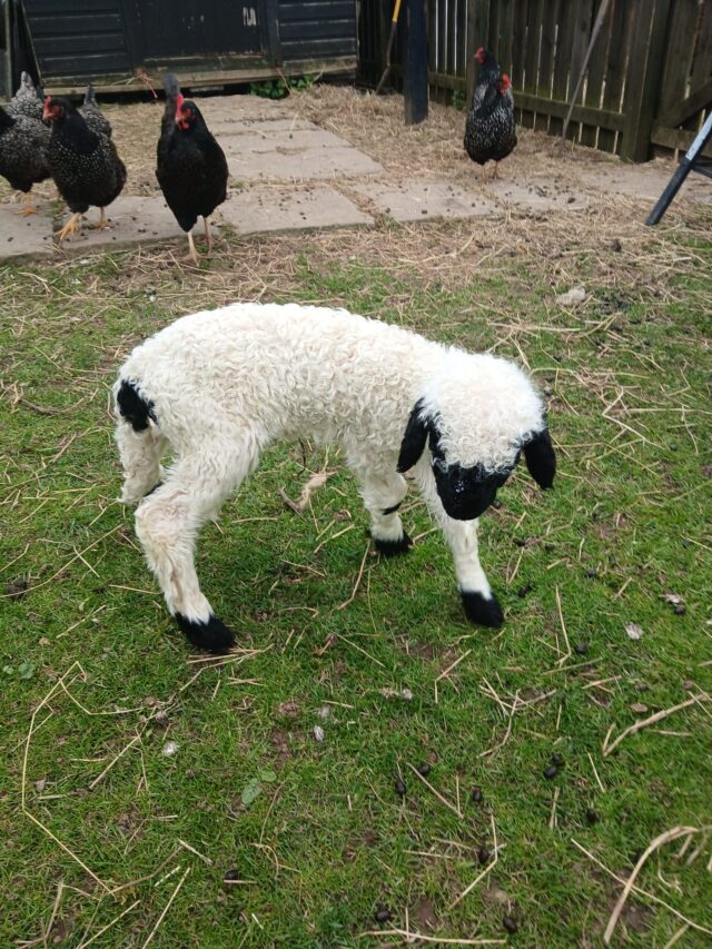 2 ewe valis lambs