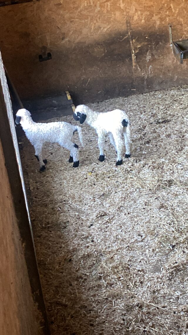 2 ewe valis lambs