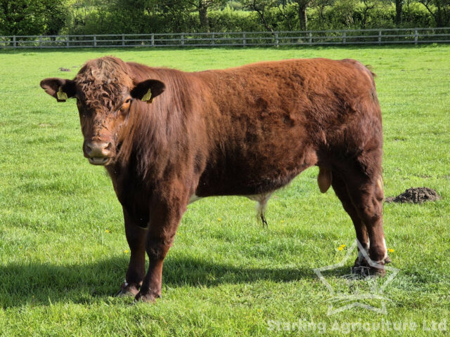 Beef Shorthorn Bull