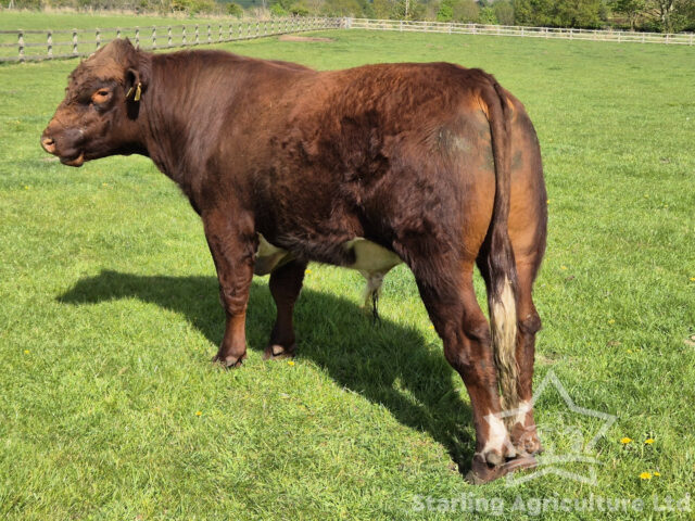 Beef Shorthorn Bull
