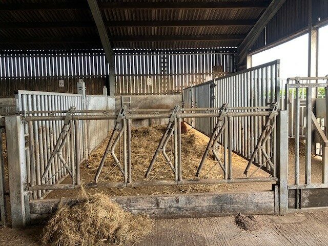 3x 5 Cow Yokes