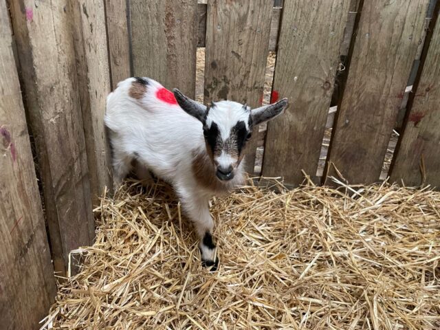 2025 Pygmy Kids Available