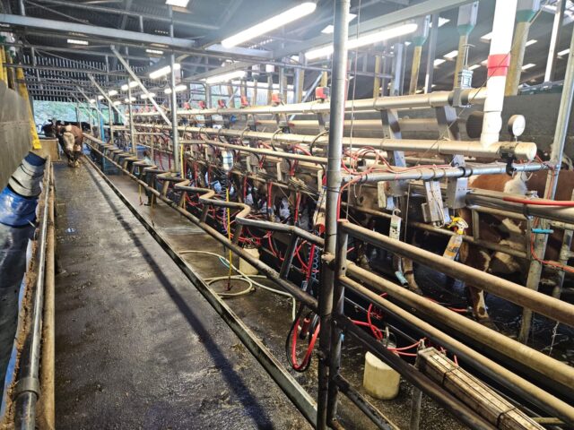 Full milking Parlour