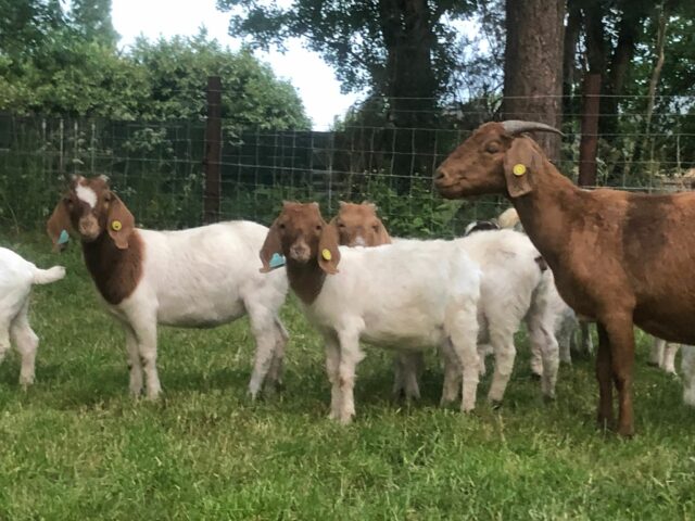 Yearling Boer Goats