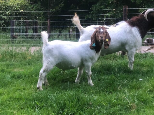 Yearling Boer Goats