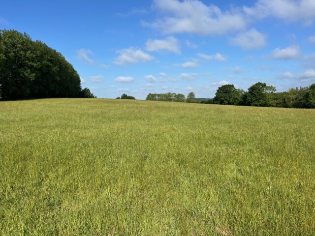 Standing Hay for Sale