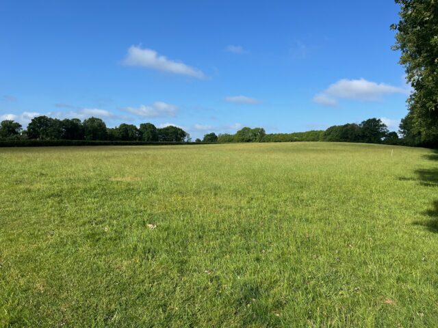Standing Hay for Sale
