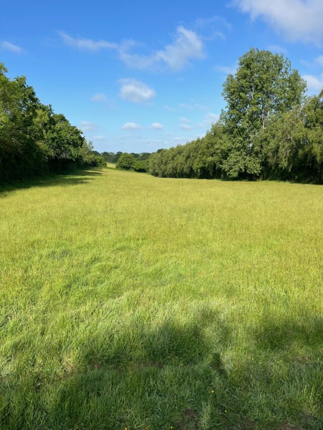 Standing Hay for Sale