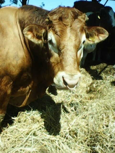 Stock Bull