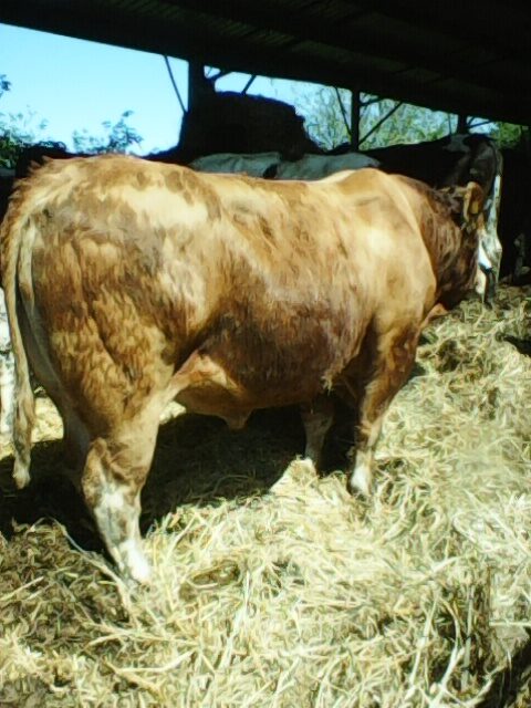 Stock Bull