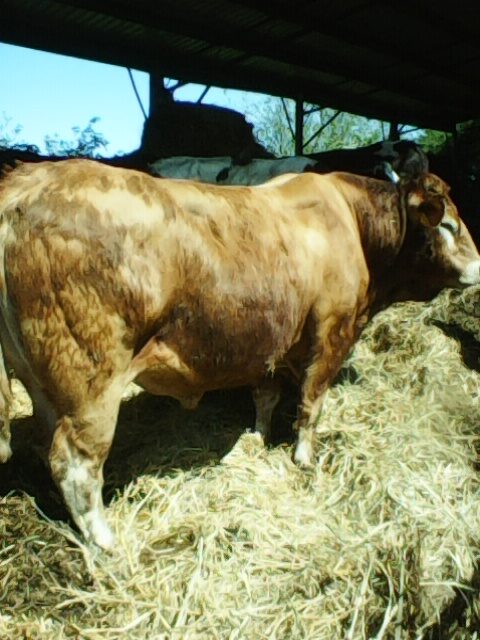 Stock Bull