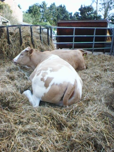 Bulling Heifers