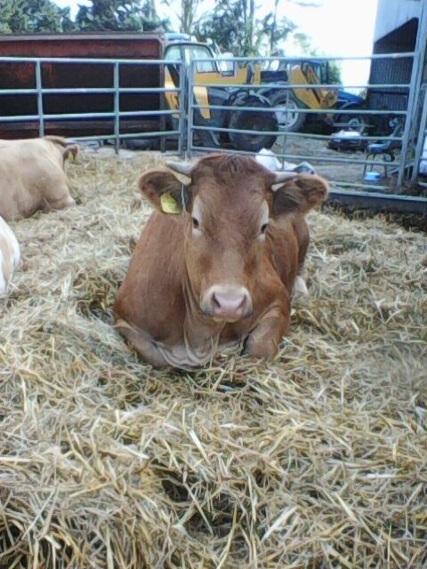 Bulling Heifers