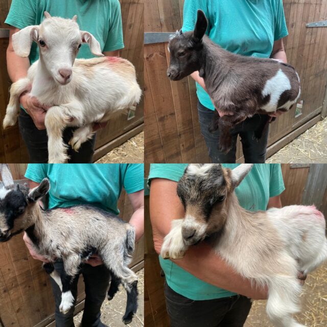 2025 Pygmy Kids for Sale