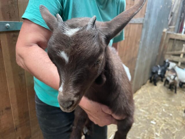 2025 Pygmy Kids for Sale