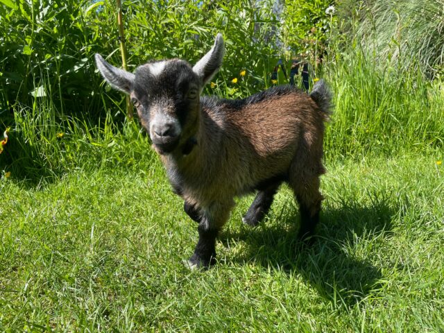 2 x Wether Pygmy Goats