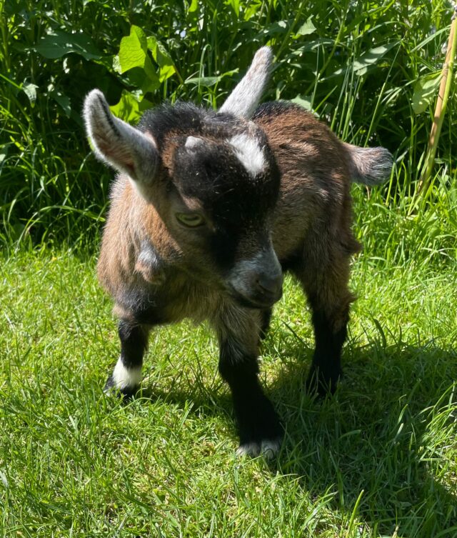 2 x Wether Pygmy Goats
