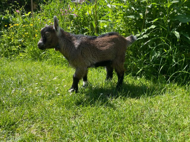 2 x Wether Pygmy Goats