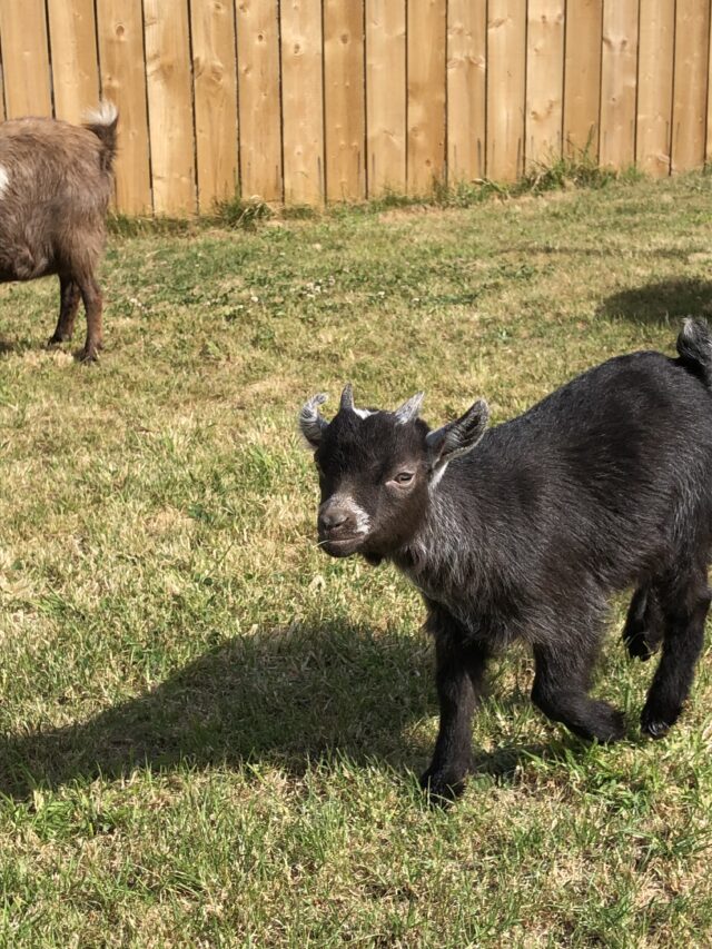 2 x Wether Pygmy Goats