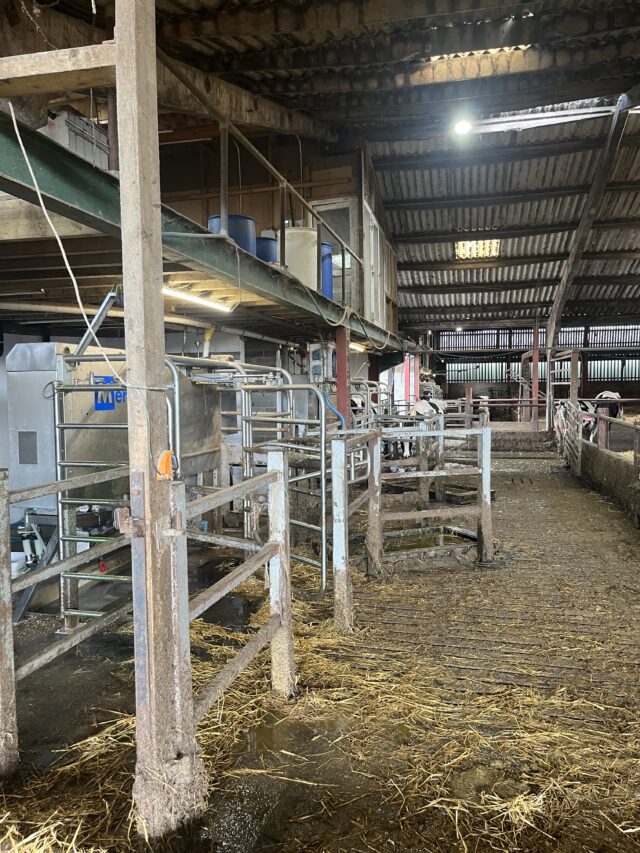 Full robotic milking system for 200 cows