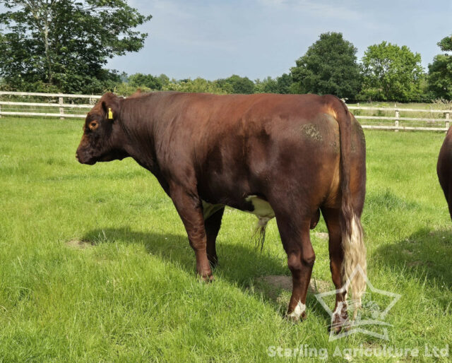 Beef Shorthorn Bull