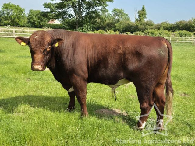 Beef Shorthorn Bull