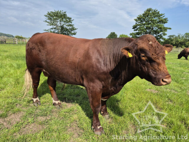 Beef Shorthorn Bull