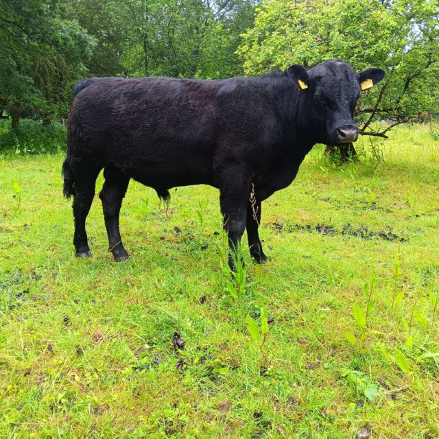Pedigree Aberdeen Angus bulls