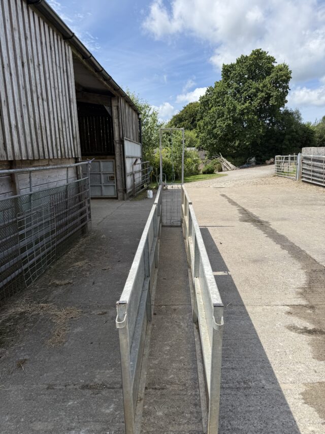IAE sheep race