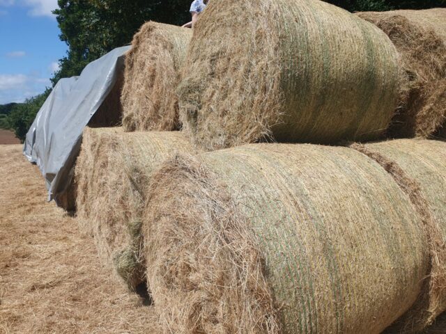 Hay Round baled for sale