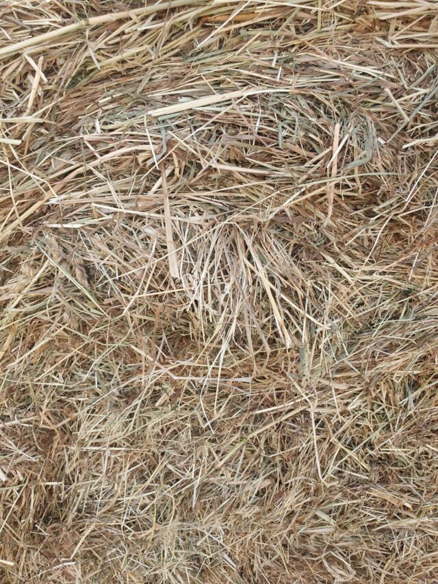 Hay Round baled for sale