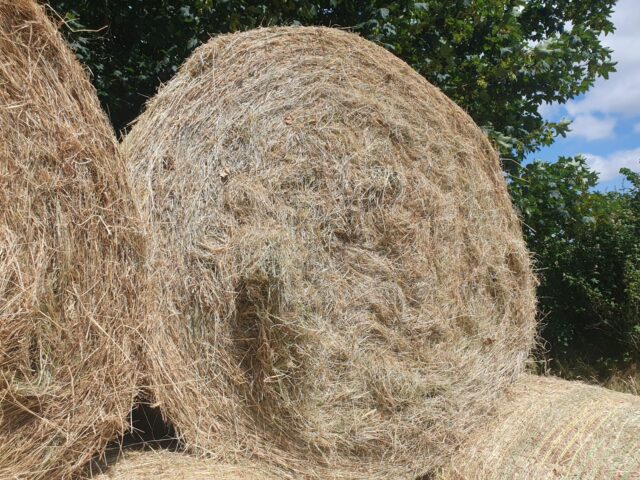 Hay Round baled for sale