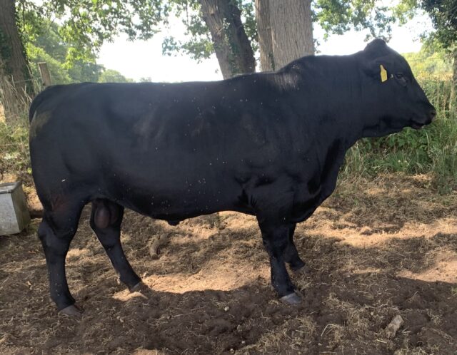 Pedigree Aberdeen Angus bulls